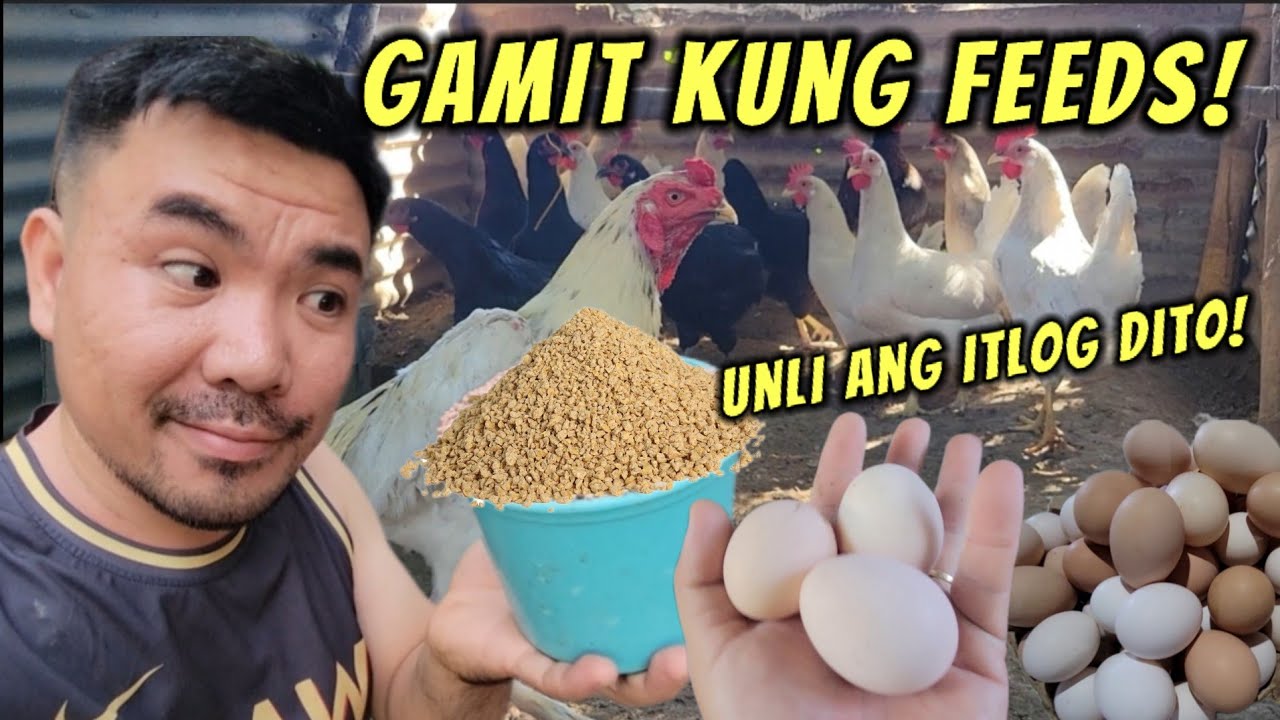 Ang gamit ko na feeds pampaitlog ng manok