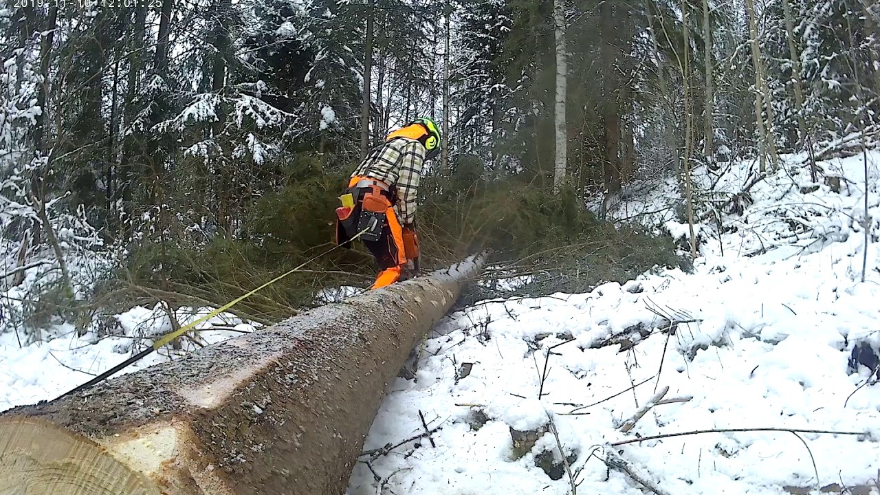 Kvistning