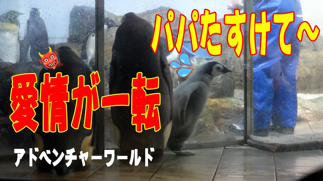 【お母さんが赤ちゃんを襲った！！！】衝撃の瞬間 念願叶って一歩前進の日 エンペラーペンギン赤ちゃん