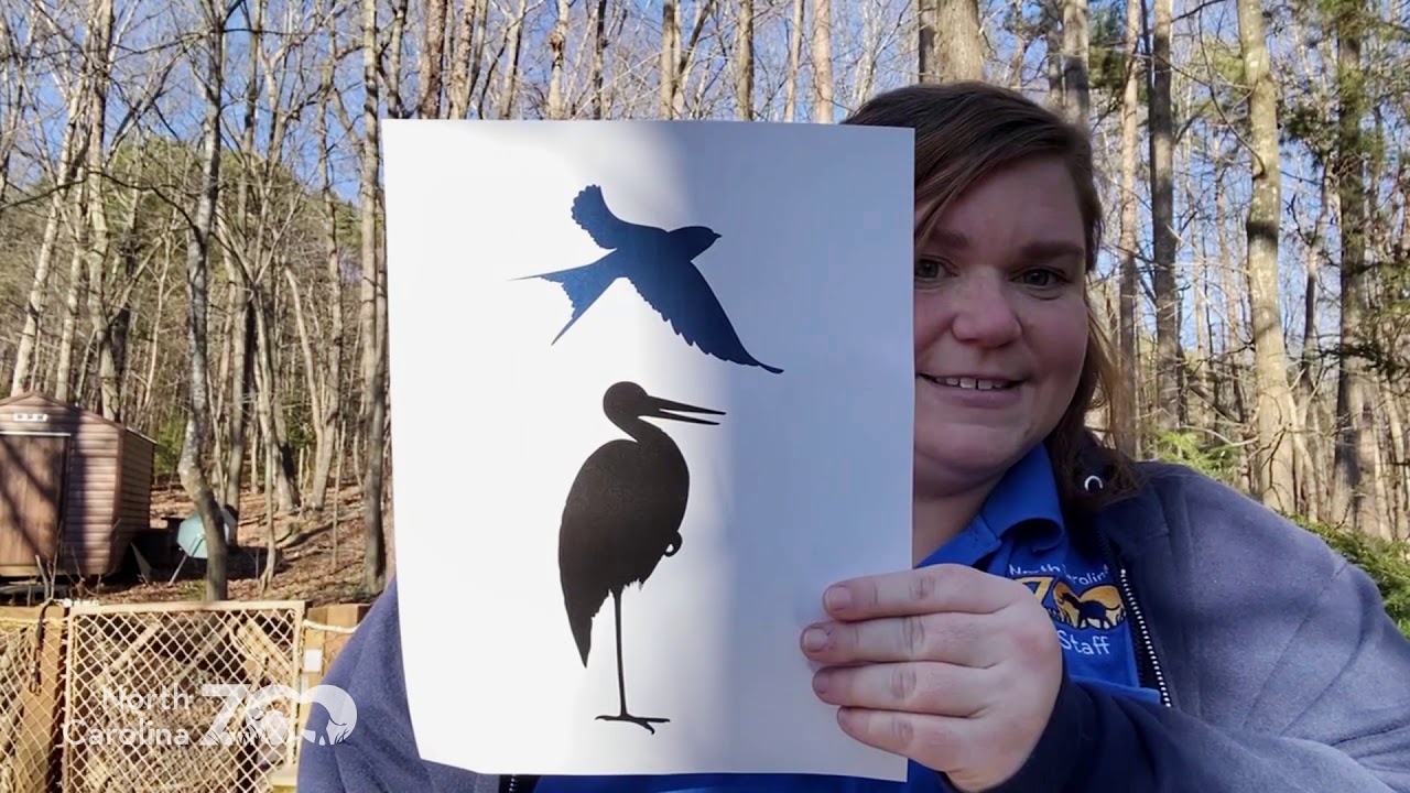 Zoo Science: Science of Birding: Birding Basics