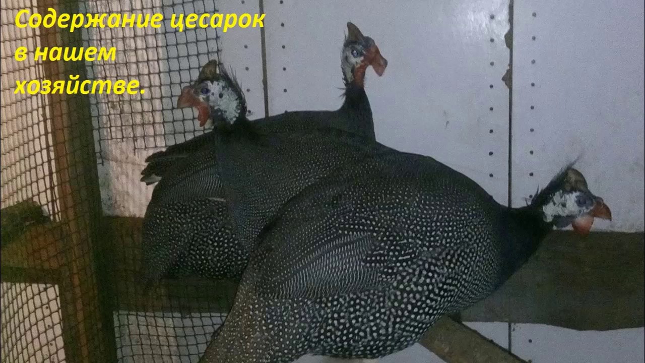содержание цесарок в нашем хозяйстве.