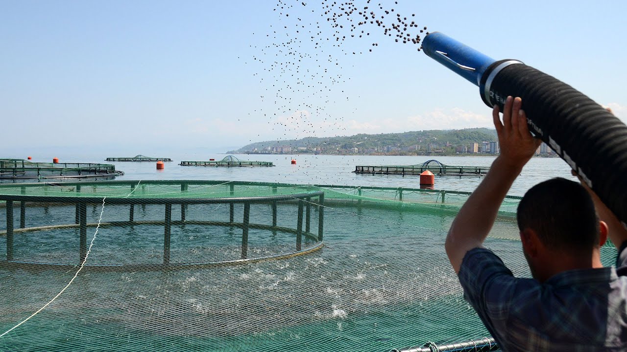 Karadeniz'de av sezonu bitti, kültür balıkçılığına ilgi arttı