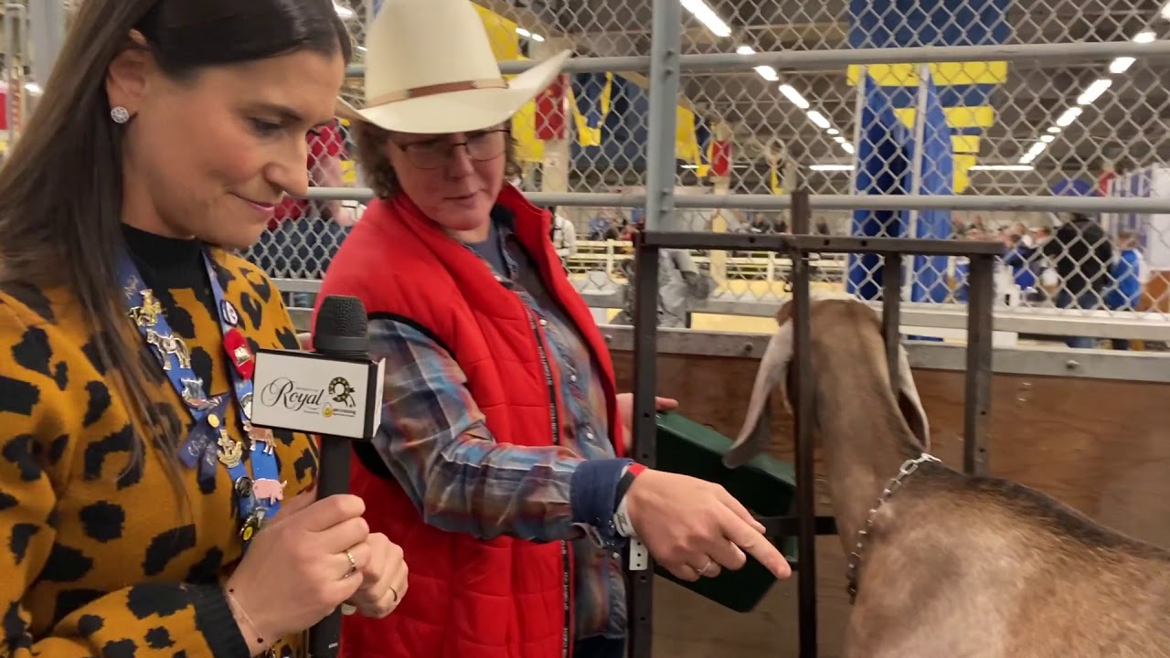 #RoadToTheRoyal: Champion Goat Milking