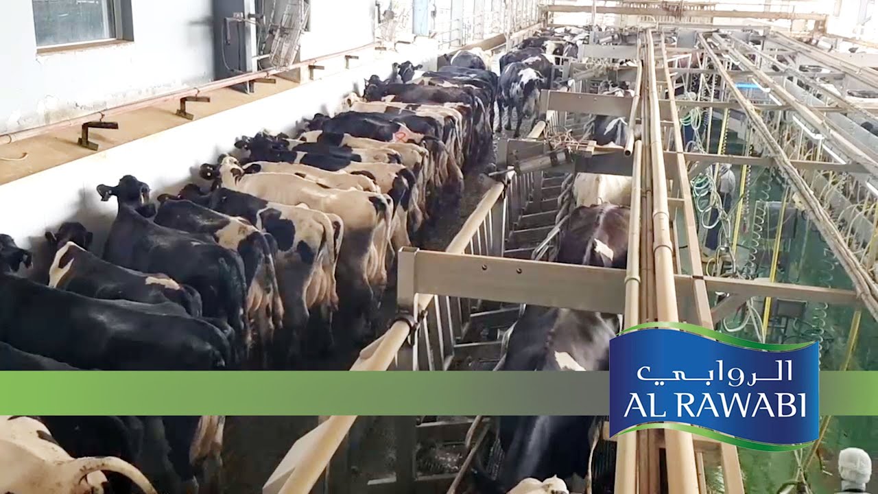 Al Rawabi Dairy Farm visit - Dubai 2018