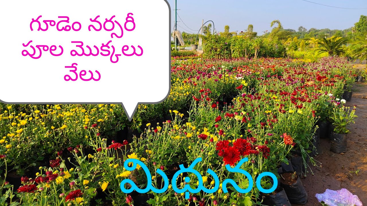 గూడెం నర్సరీ అద్భుతం @ మిథునం యూ ట్యూబ్ చానెల్ 