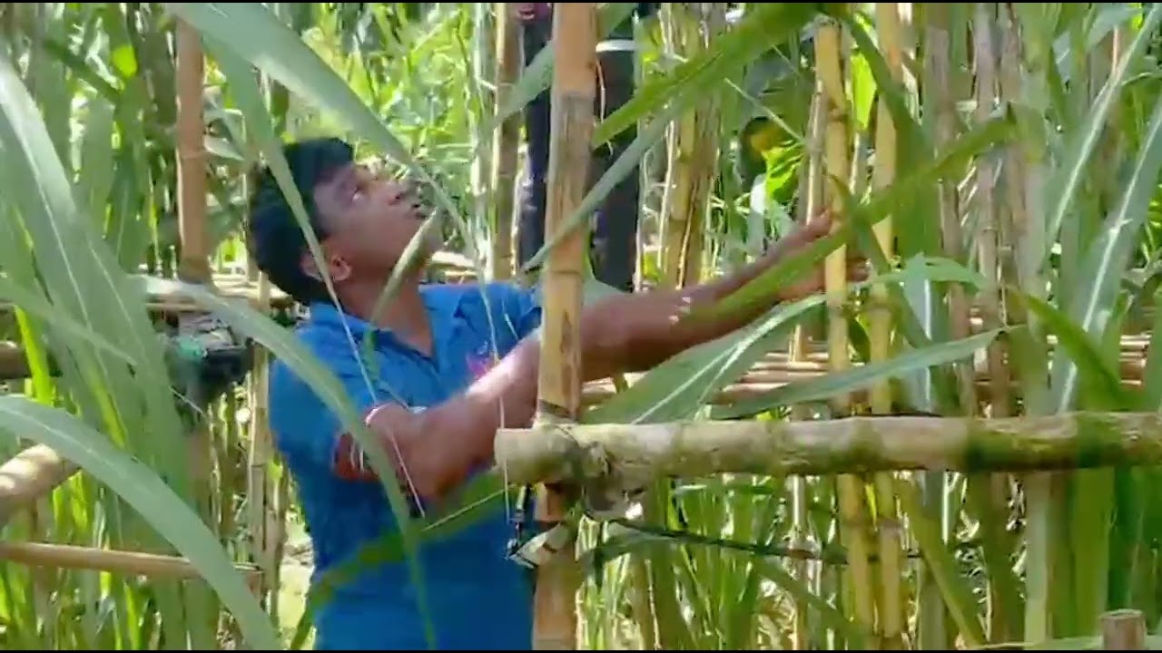 আপনিও আখ চাস করে লাভবান হতে পারেন 