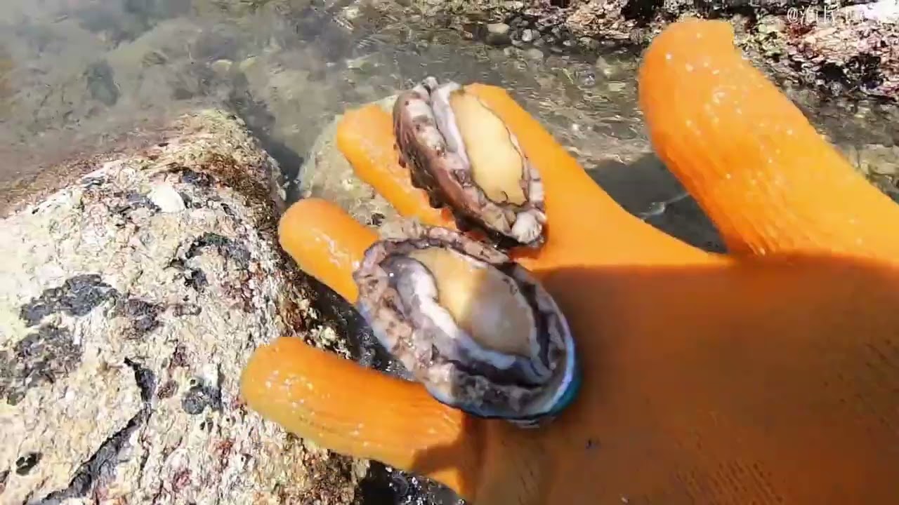 《钓鱼赶海》：阿平赶海遇到了兰花蟹大战海鳝鱼，之后还抓了黑色的皮皮虾 #赶海 #搞笑 #大魚 #熱門 #撈底 #海钓 #fishing