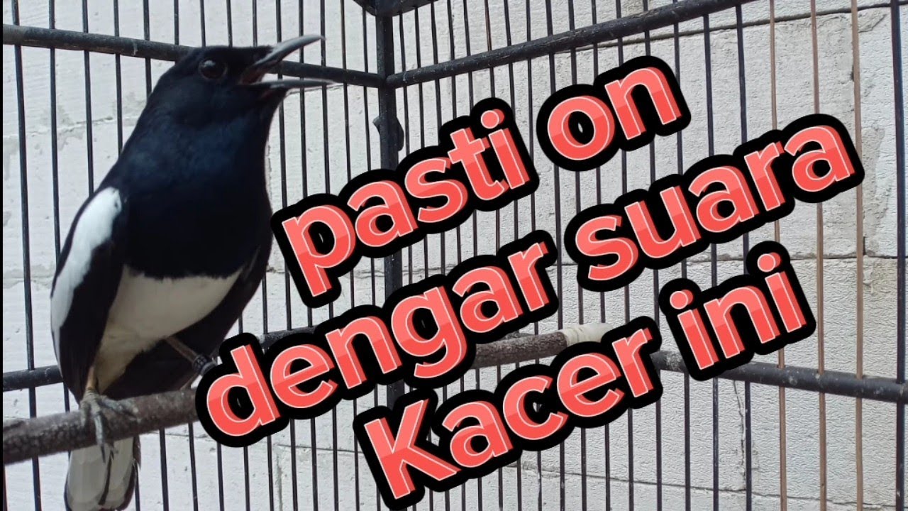 TERAPI MENTAL KACER ANDA AGAR CEPAT KONSLET