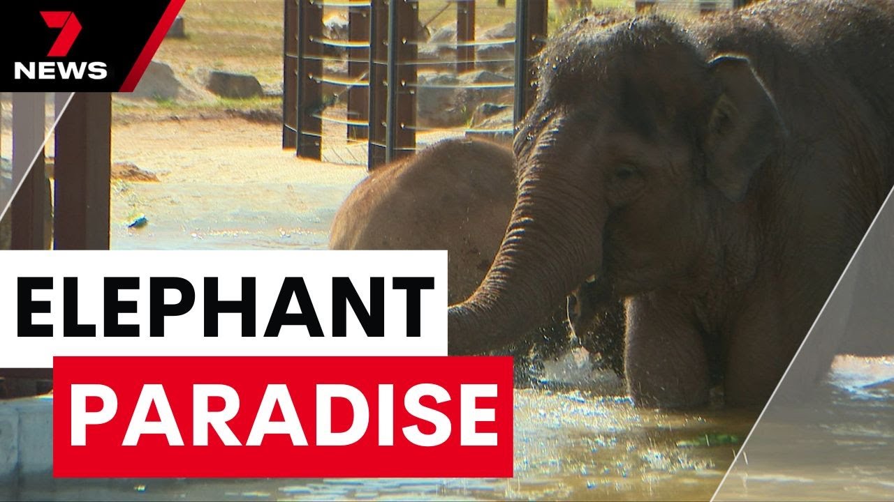 Werribee Zoo's brand new $88 million elephant trail is finally set to open to the public | 7NEWS