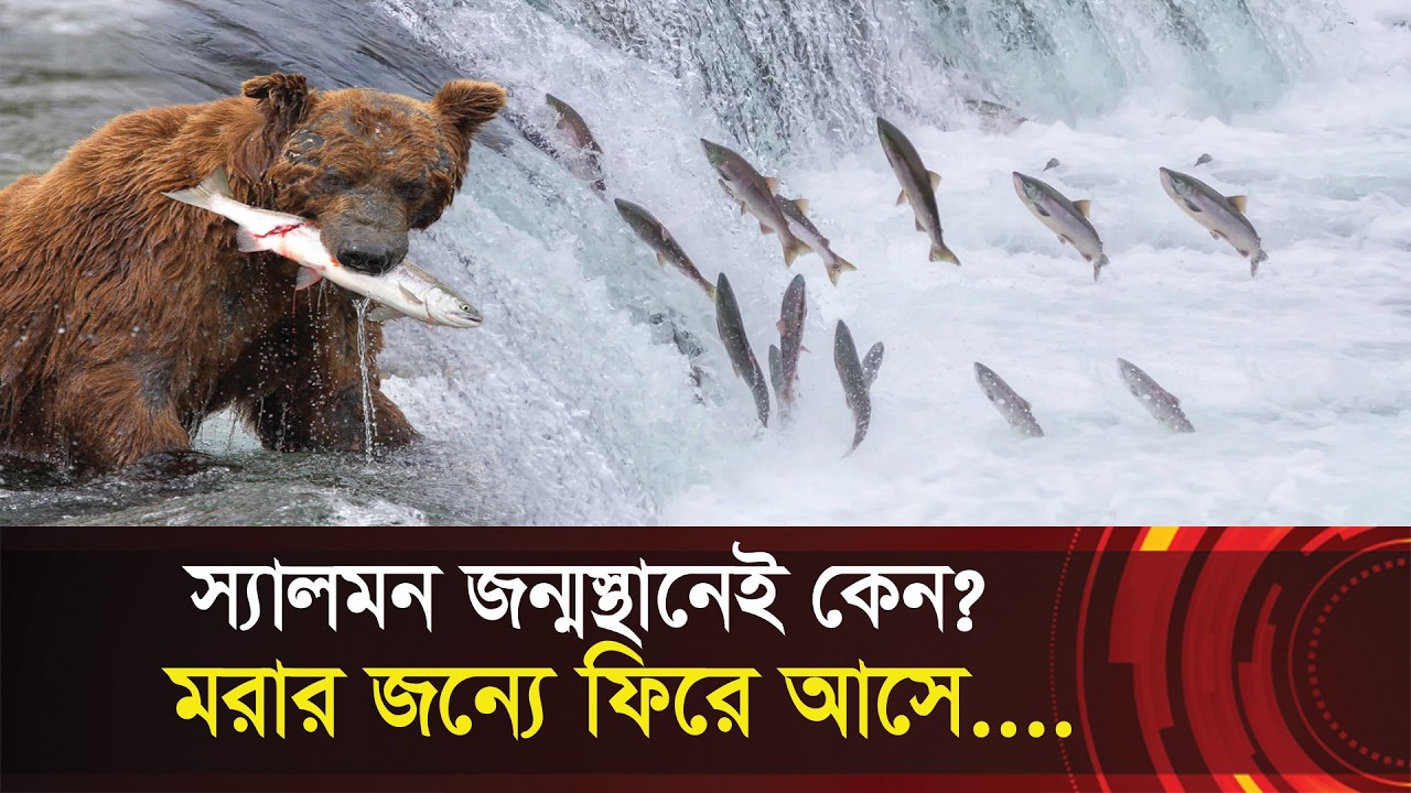 স্যালমন জন্মস্থানেই কেন মরার জন্যে ফিরে আসে? Life cycle of Salmon Fish