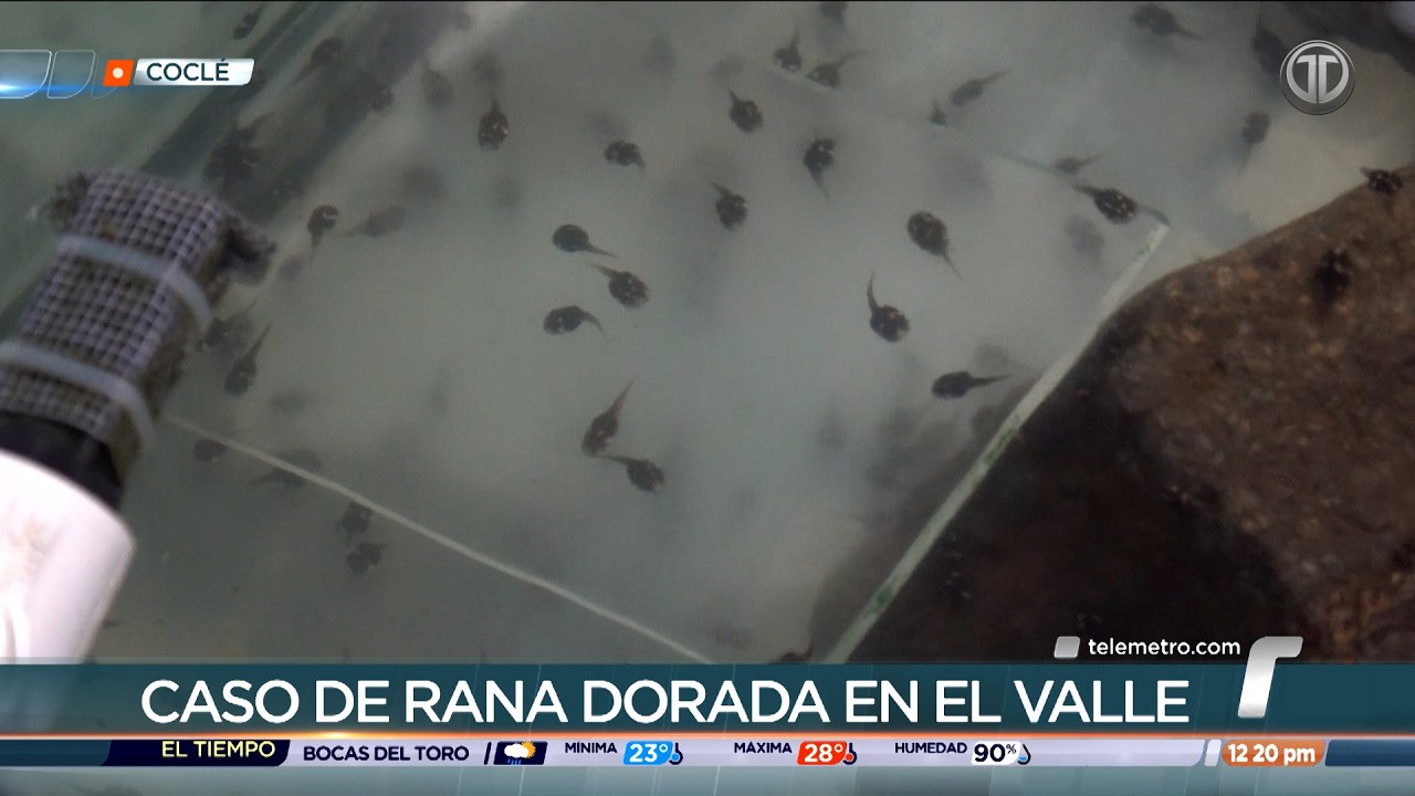 MiAmbiente inicia investigación tras muerte de renacuajos de rana dorada por robo de cables