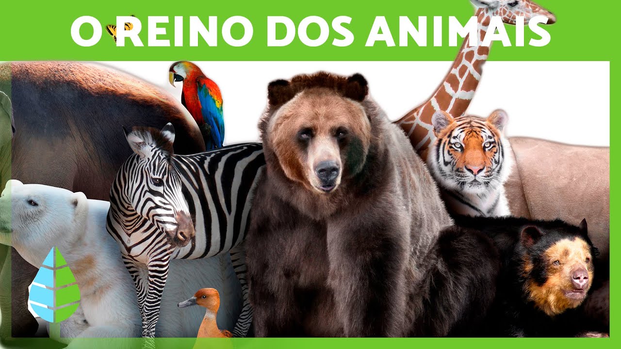 REINO ANIMÁLIA 🐻 (Definição, Características e Classificação)