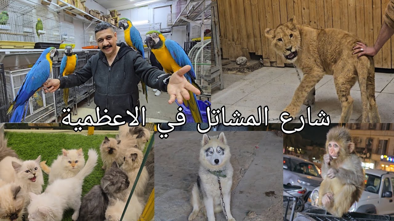 شارع المشاتل في بغداد منطقة الاعظمية بأجواء البرد موسم الشتاء اليوم الثلاثاء 2026/3/10