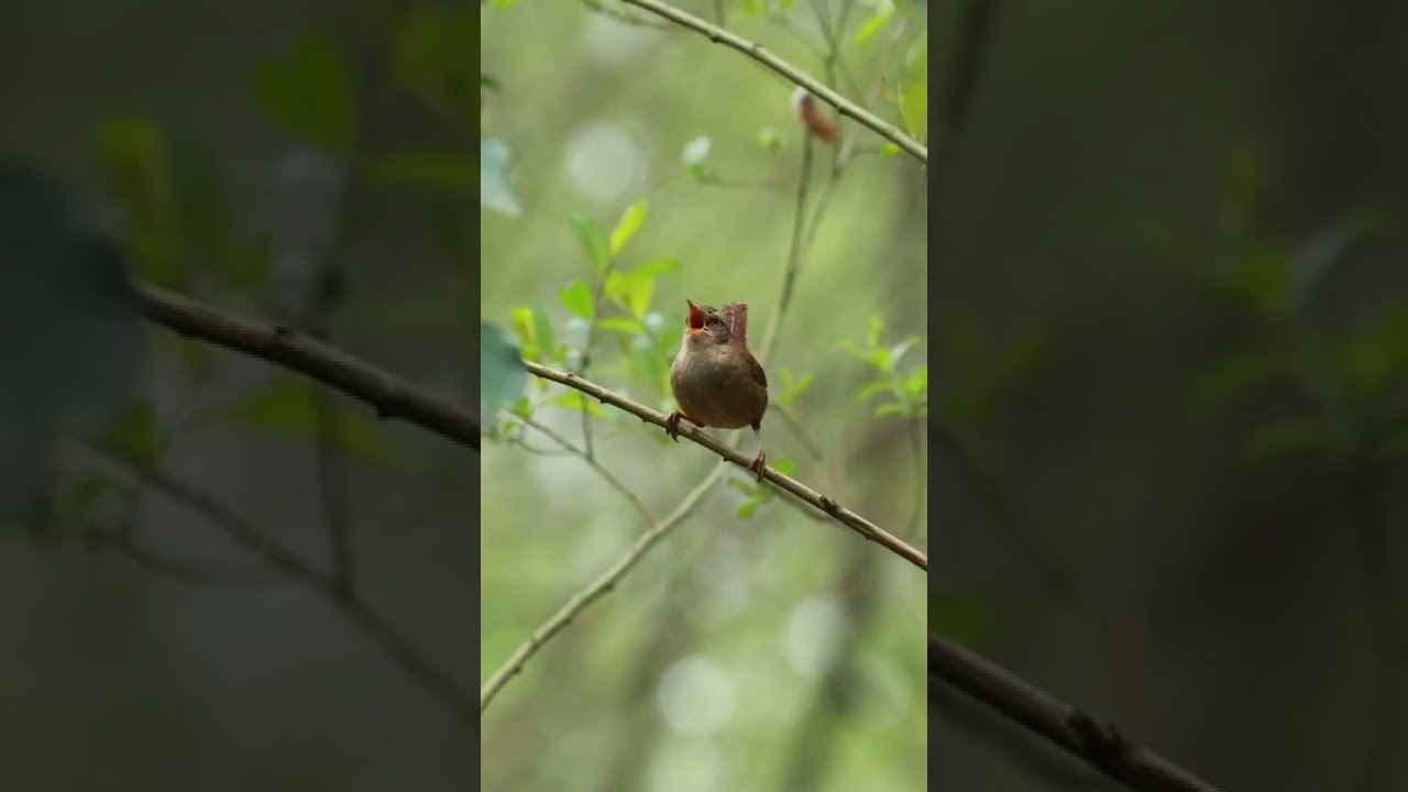 Beautiful little wren, singing