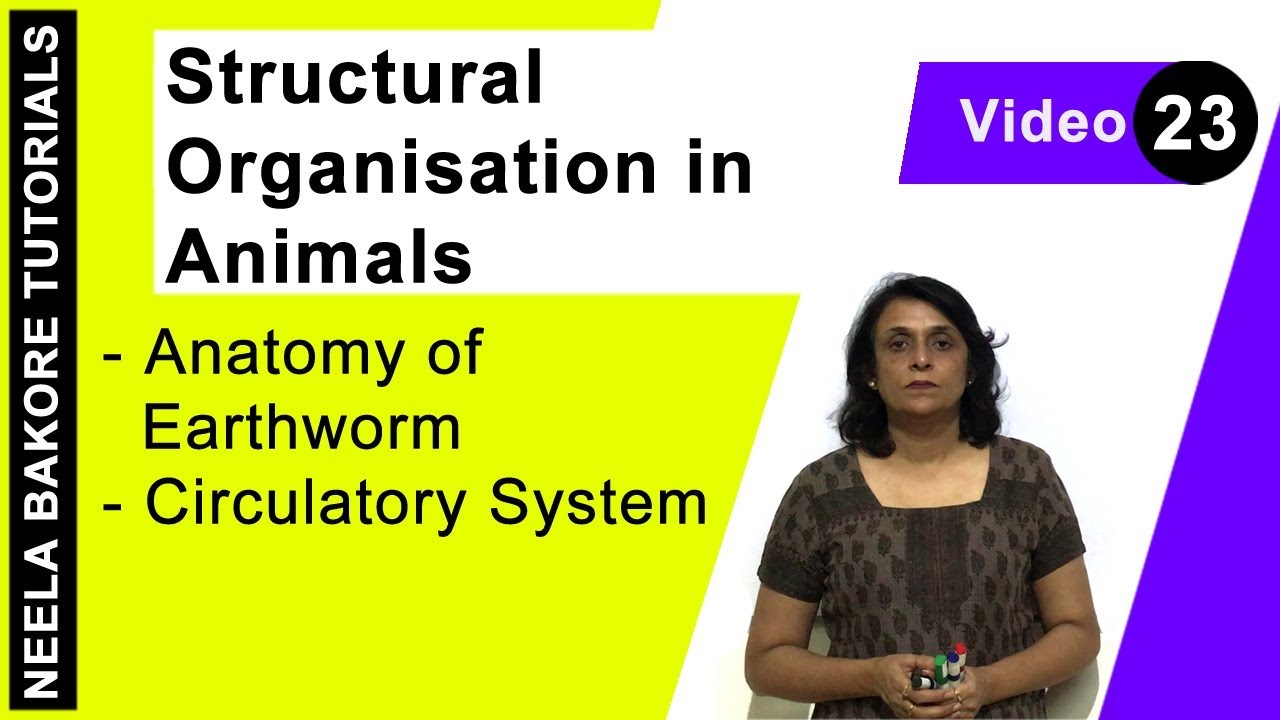 Structural Organisation in Animals | NEET | Anatomy of Earthworm - Circulatory System | Neela Bakore