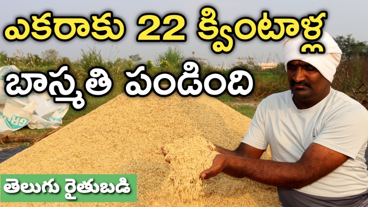పూస బాస్మతి వడ్లు పండించాను.. బియ్యం పట్టించి అమ్మాలి | Pusa Basmati | రైతుబడి
