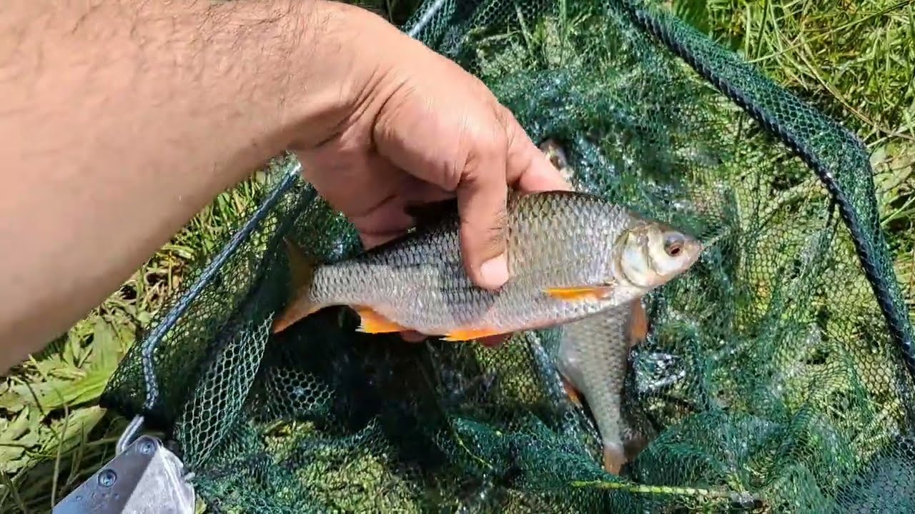 CATCH MORE FISH: Fishing Landing Nets - Cheap vs. Quality