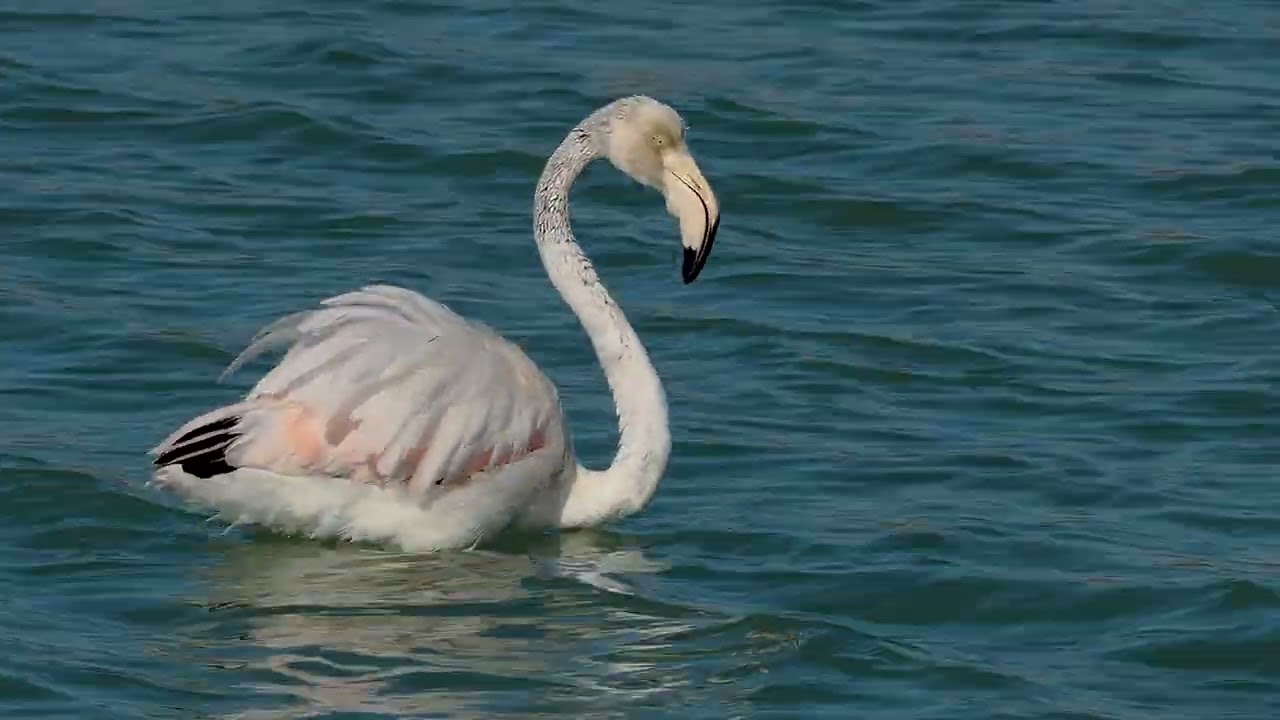 La Salina de los Flamencos