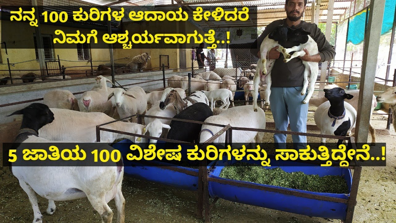 ನನ್ನ 100 ಕುರಿಗಳ ಆದಾಯ ಕೇಳಿದರೆ ನಿಮಗೆ ಆಶ್ಚರ್ಯವಾಗುತ್ತೆ.ಕಡಿಮೆ ಖರ್ಚಿನಲ್ಲಿ ದುಪ್ಪಟ್ಟು ಆದಾಯ ಪಡೆಯುತ್ತಿರುವ ಯುವಕ