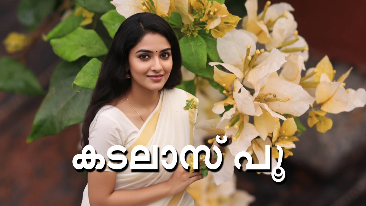 വരാൻ പോകുന്ന ബോഗൈൻവില്ലേ സീസണിൽ 375ഹൈബ്രിഡ് വെറൈറ്റികൾ ഉള്ള അടിപൊളി ഗാർഡൻ l ചൂണ്ടൽ 2025 l malayalam