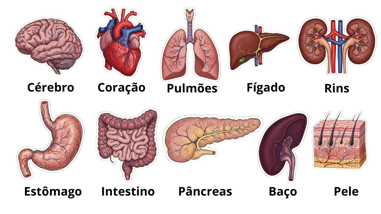 10  ÓRGÃOS do Corpo Humano explicados em 10 minutos