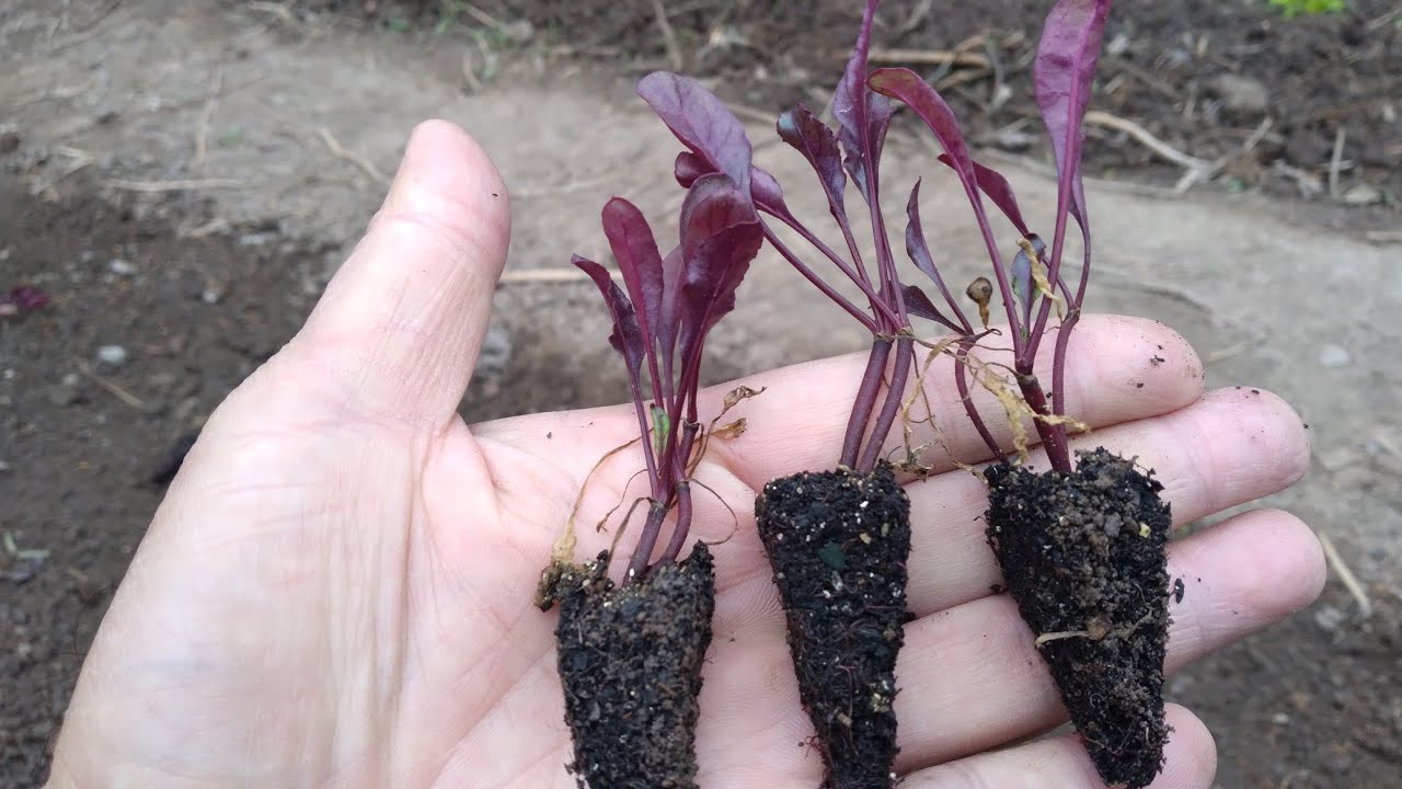Plantando Beterraba, mas antes, entenda como funciona cada manejo e pra que serve