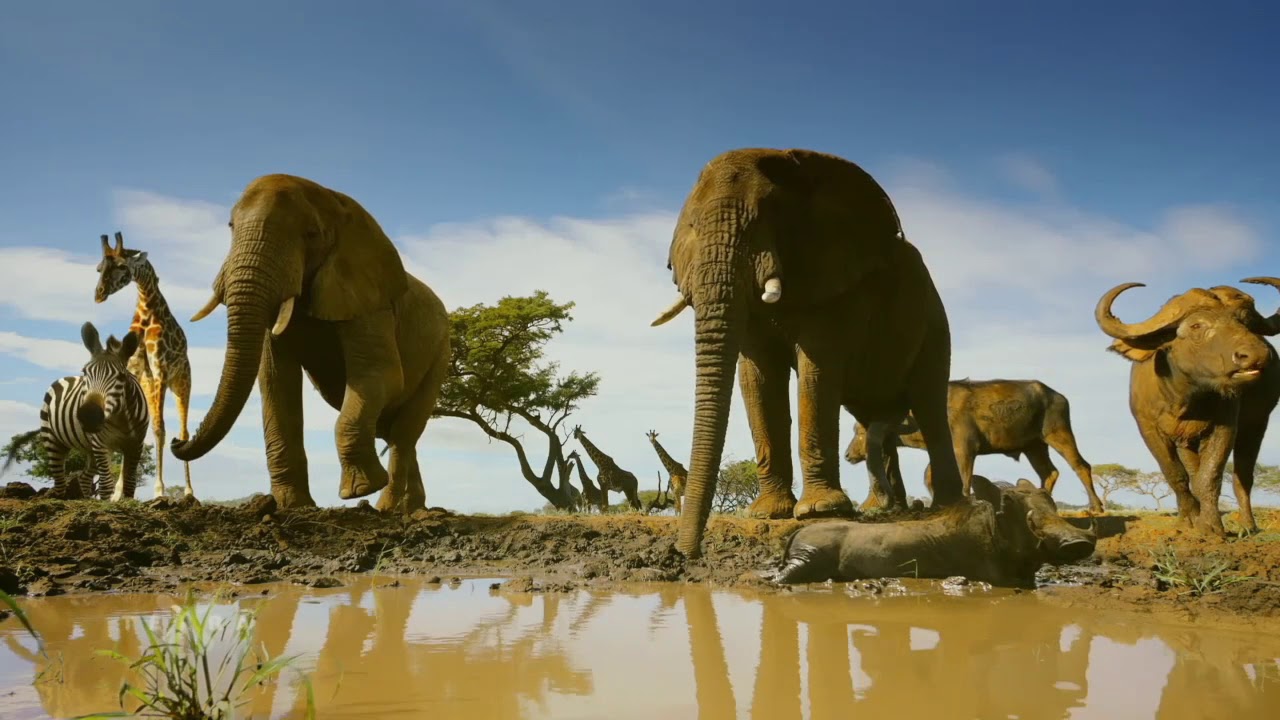 SERENGETI (2019) - Trailer [HD] Deutsch / German
