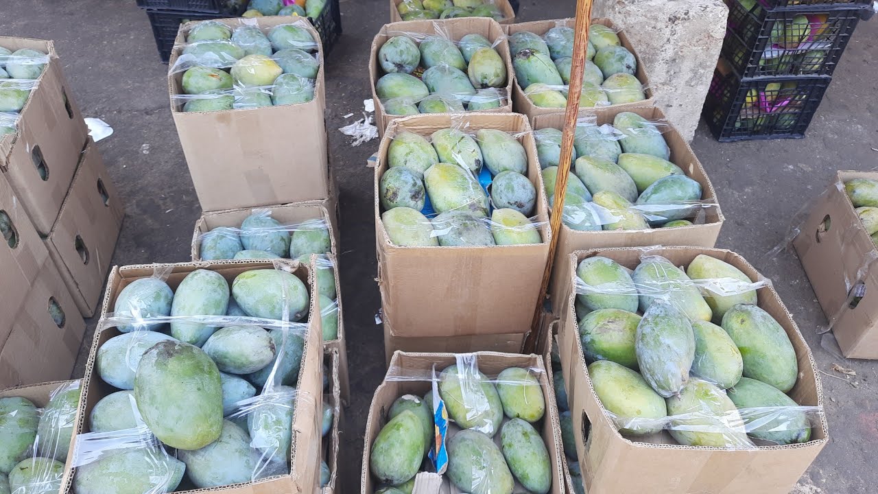 اسعار المانجو والفواكهه فى سوق العبور الجمعه 22\8\2025🥭🍇🍏🍈🍎🥭