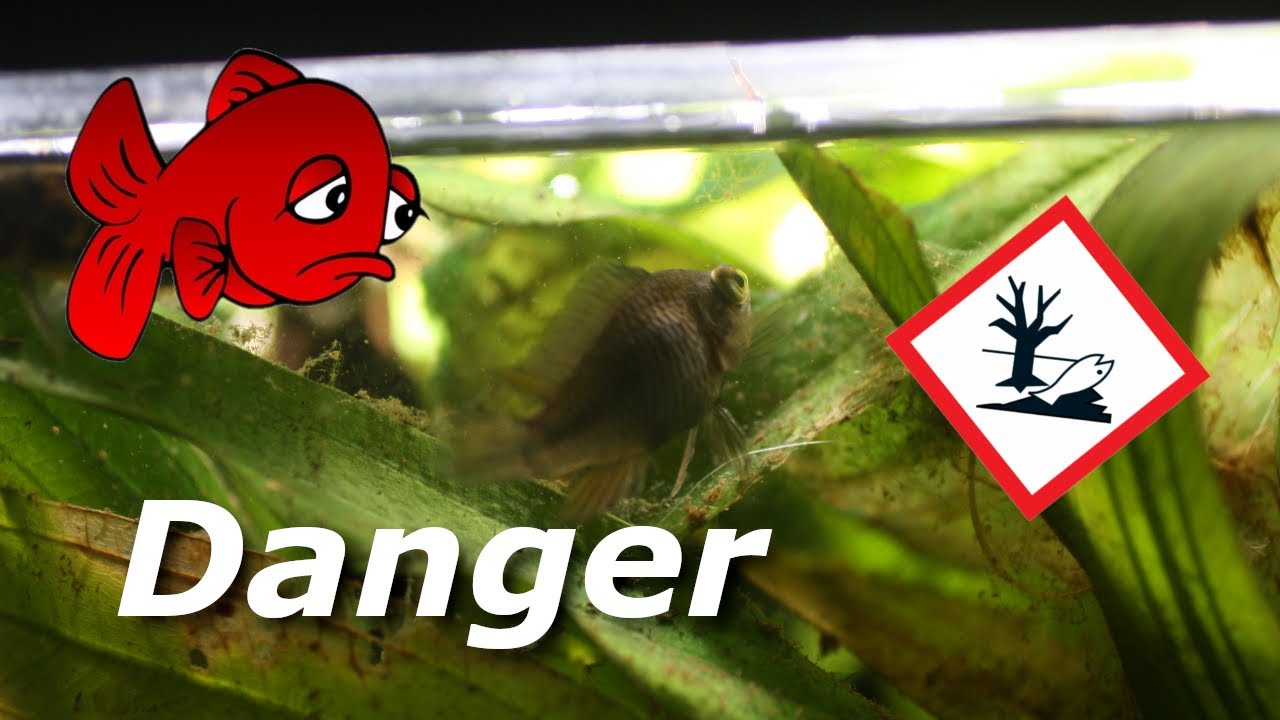 TUBERCULOSE DES POISSONS-Mycobacterium marinum
