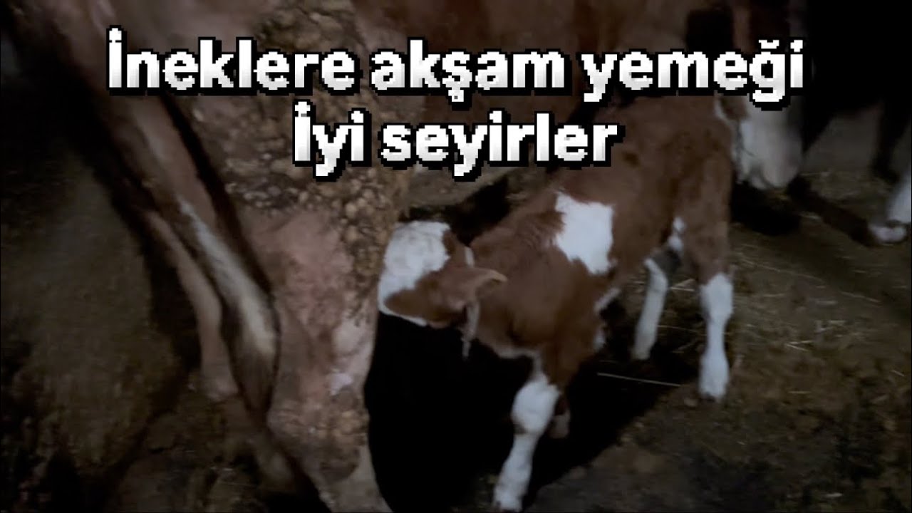 İneklere akşam yemeği 