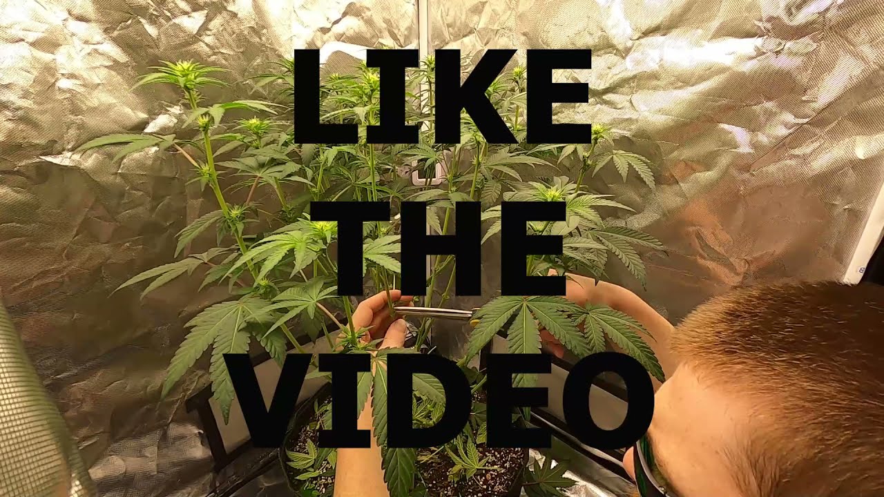 MENDO BUTTER KYLE KUSHMAN