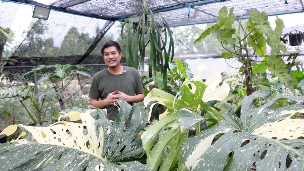 ล่อราก #Albo ตัดก้านส้ม #สวนข้างบ้านฉัน ep 166