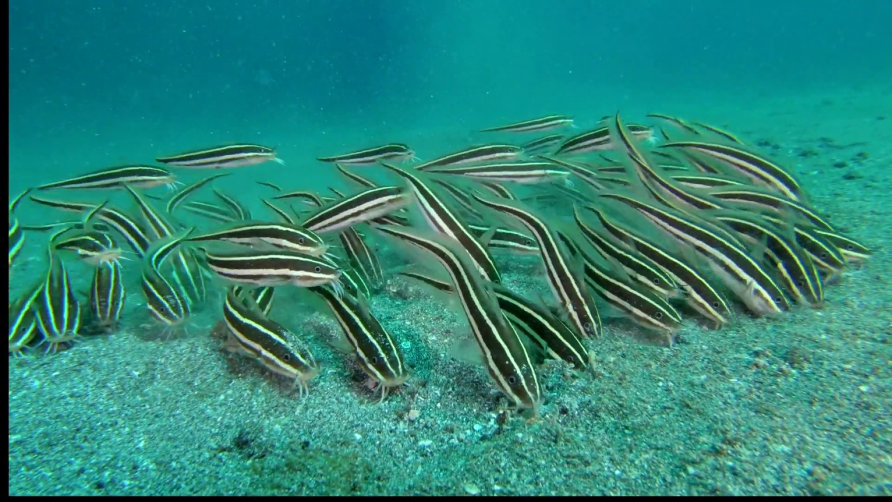 Striped Catfish, Plotosus lineatus, Lembeh, Indonesia