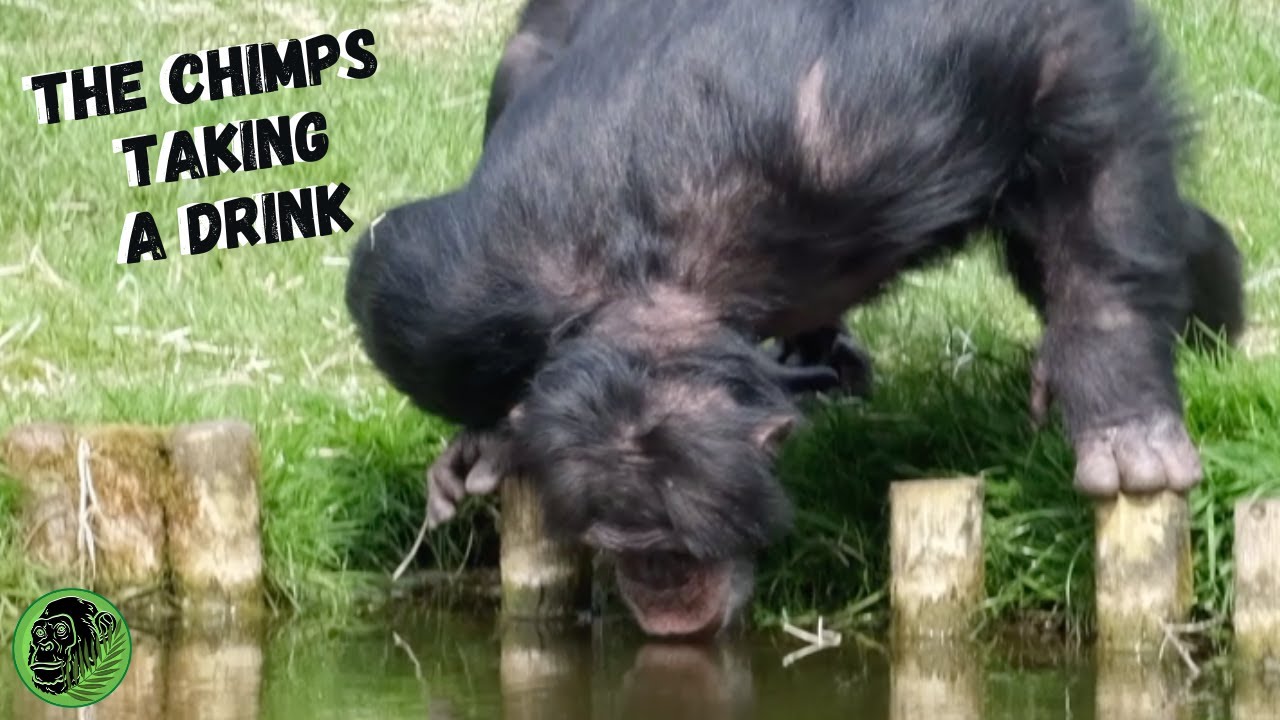 Chimps Drinking