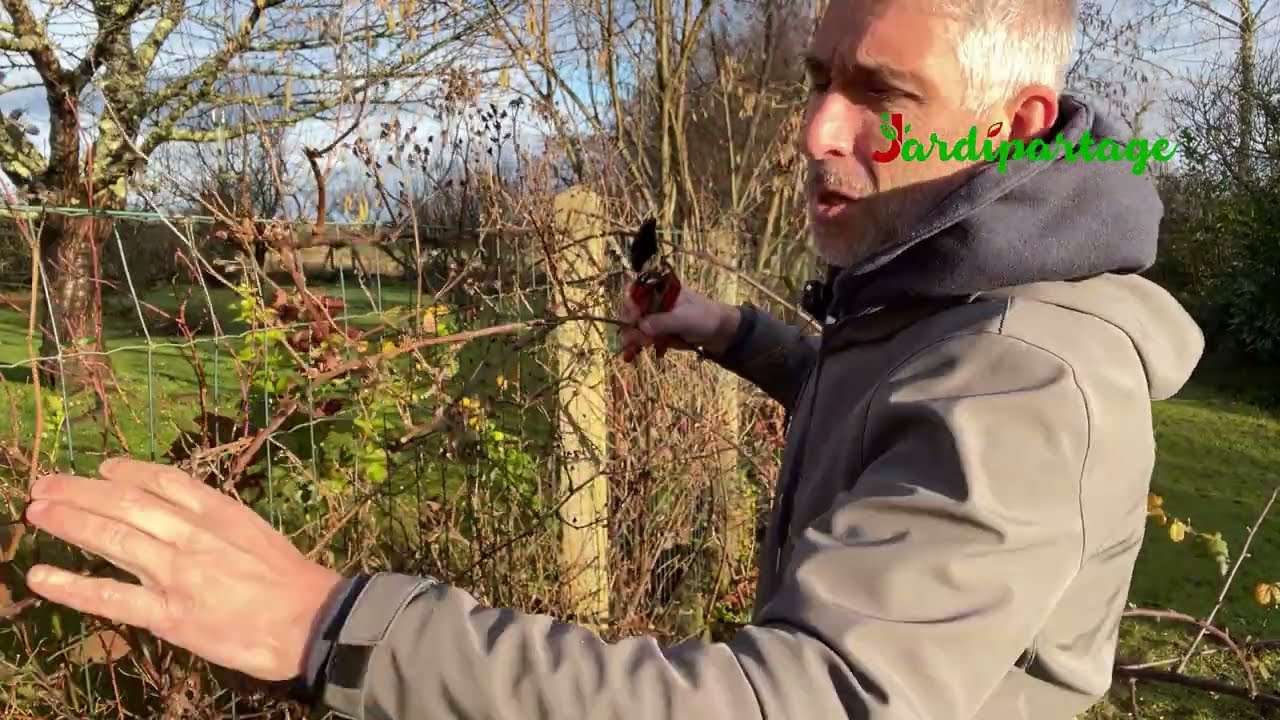 Comment tailler un mûrier (Ronce à fruits) ?