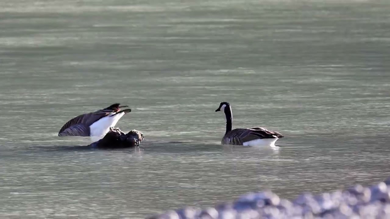 Two Canada Geese Along the Eel River