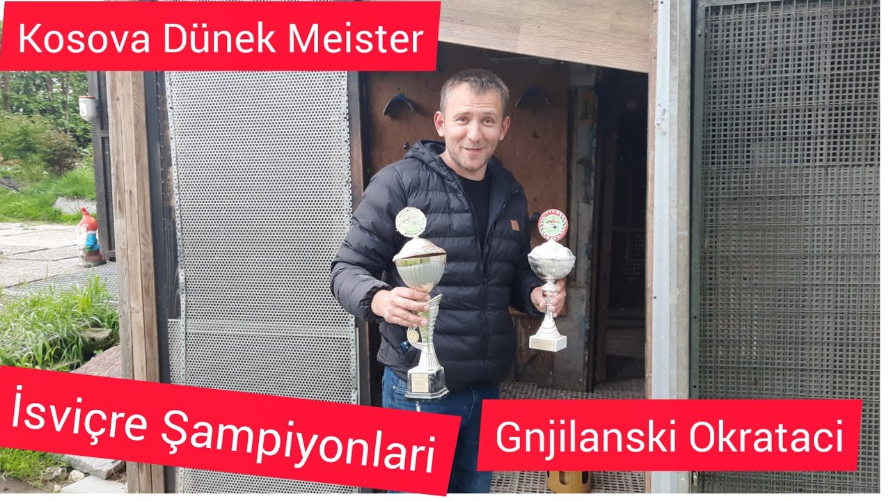 #İsviçre #Glattburg #Make #Kosova #Dünek #Dynek #Dönek #Taube #Goyercin #pigeon #Güvercin #Alp Aslan