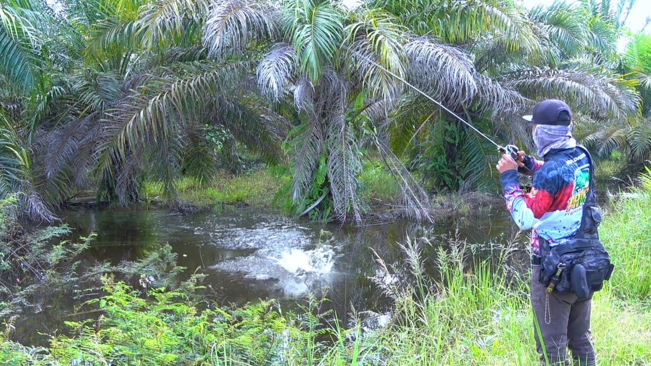 JANGAN PERNAH SEPELEKAN SPOT² PINGGIR JALAN || GANAS NYA SAMBARAN IKAN GABUS DI SPOT² DANGKAL