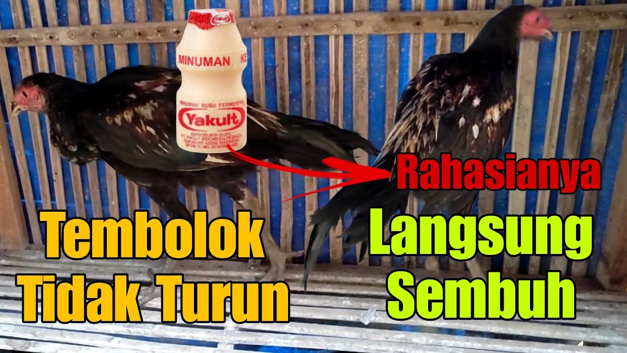 CARA MENGOBATI TEMBOLOK AYAM TIDAK TURUN