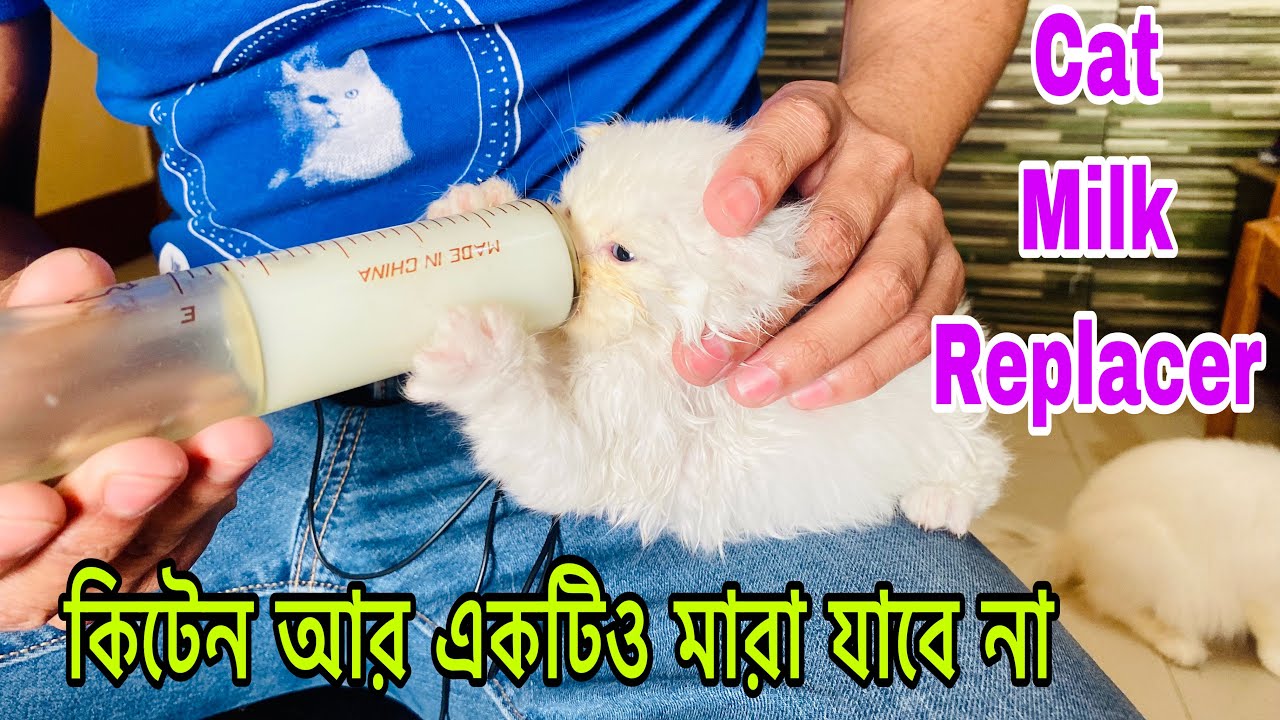Milk Replacer For Newborn Kitten | Persian Cat Milk Replacer | Persian Cat Hand-feeding | Goat Milk