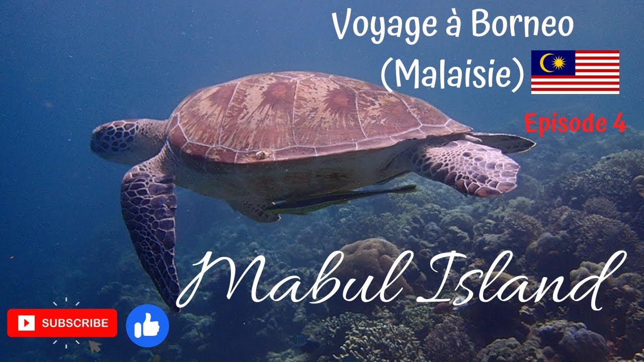 Borneo: plongée dans l'un des plus beaux spots à Mabul Island #semporna #sabah