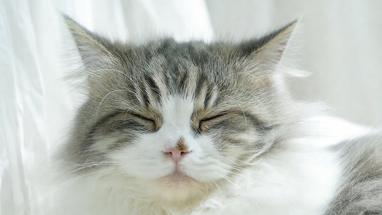 LIVE Cute Sleeping Cat That Helps You Unwind 😌 | Season 11
