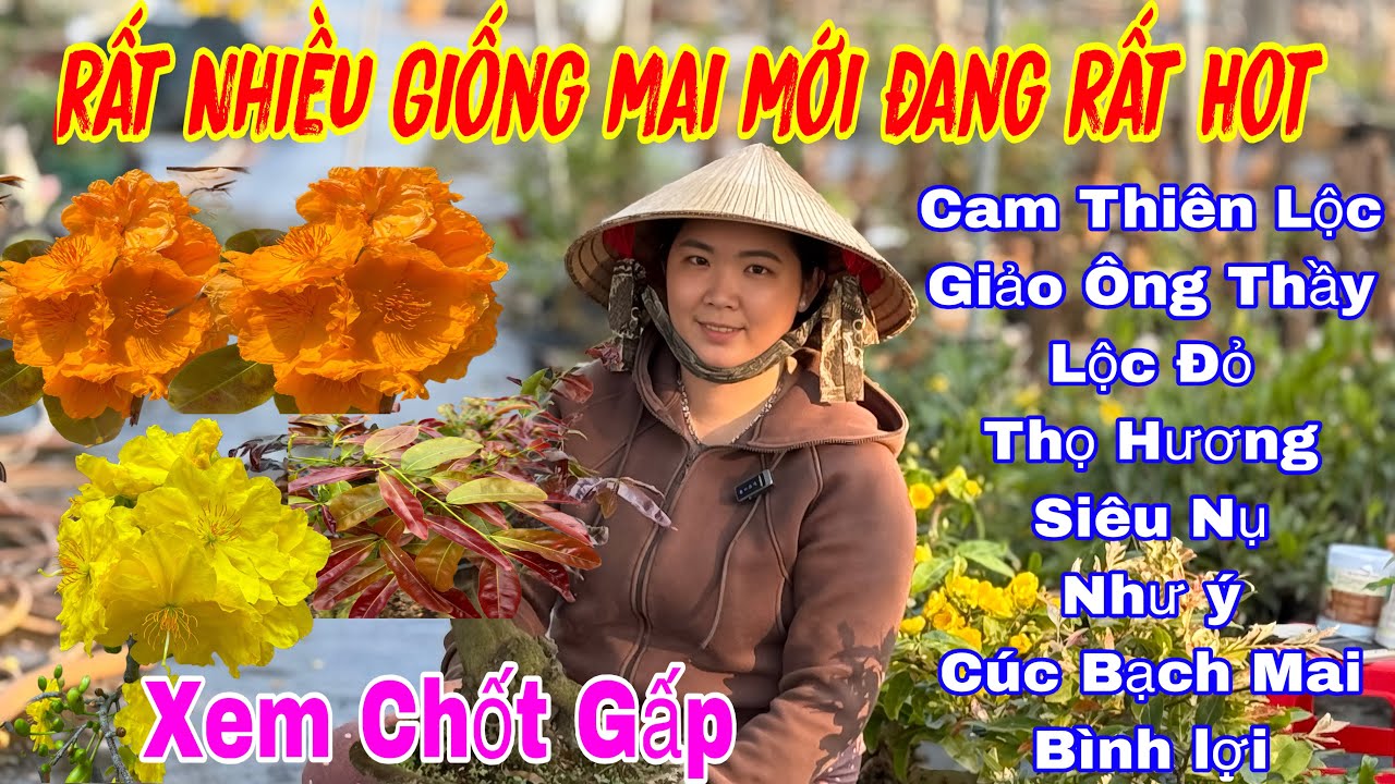 12/3 Vườn giao lưu mai vàng giá rẻ 💥Rất nhiều mã số mai giống với nhiều giống mới 🌲🌲🌲☎️ 0337274909 