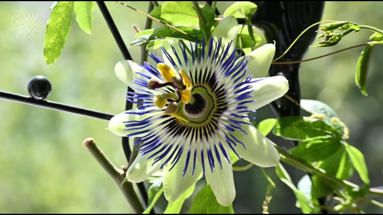 rozkv&eacute;taj&iacute;c&iacute; mučenka modr&aacute; - Passion Flower - Passiflora caerulea