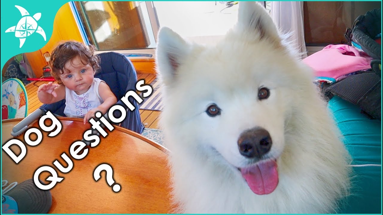Living on a Boat with a Dog. What is it like? How did you train the dog? Where does she..