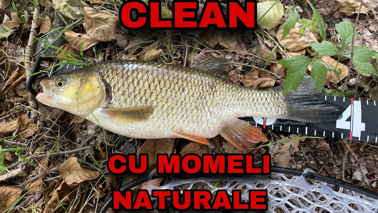 Pescuit la clean cu momeli naturale