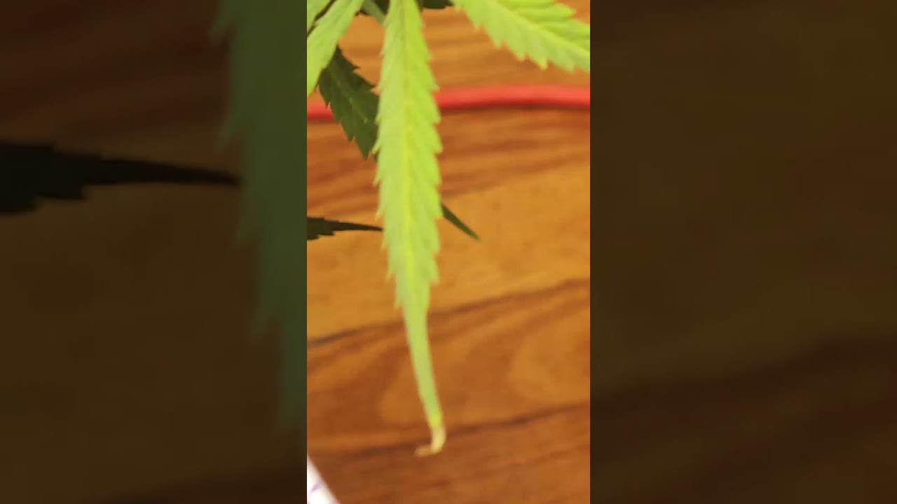 Weeks 3 and 4 flower/ Jealousy Strain/ Wedding gelato/ Grape Caper&times;sherb bx &times;og