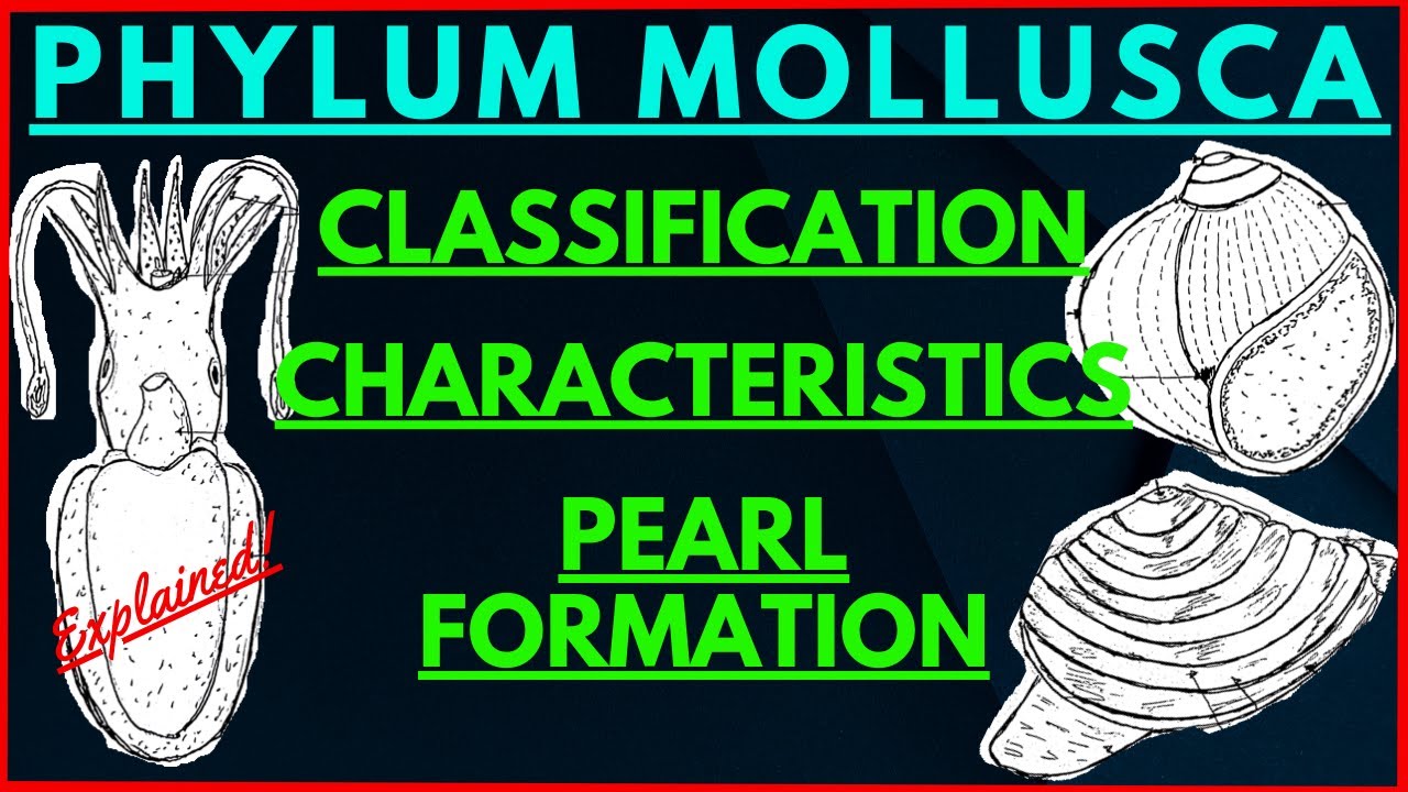 All about Mollusks | Phylum Mollusca Classification Characteristics | Pearl Formation Oyster Mussels