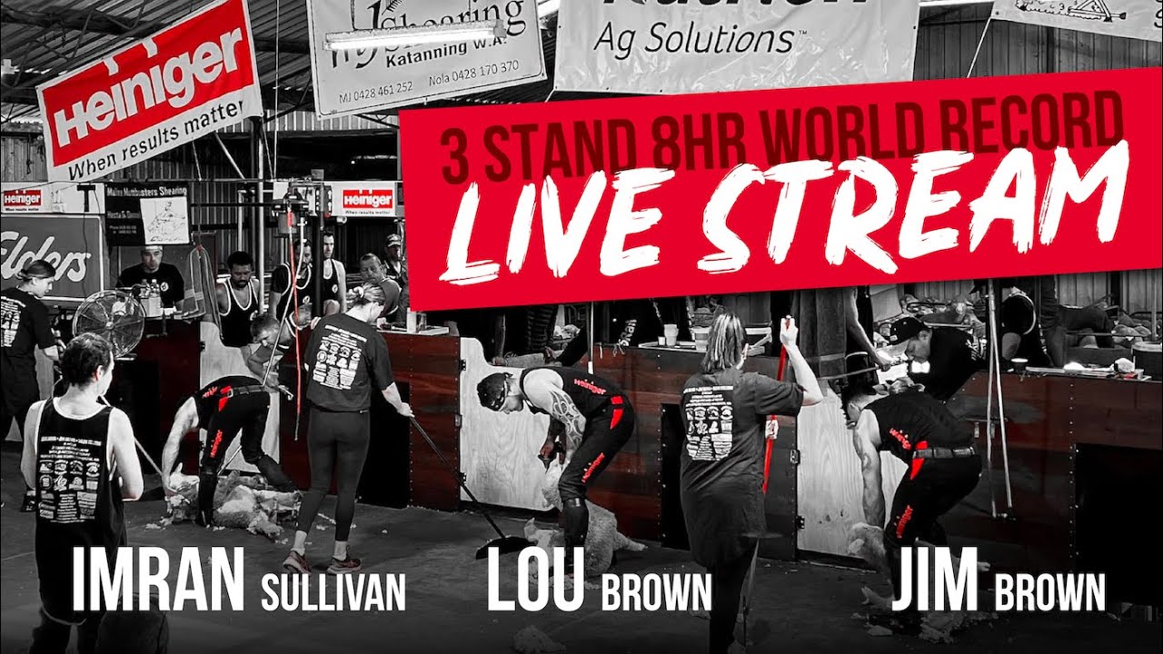 3 Stand 8-Hr Merino Lamb Shearing World Record - Lou Brown, Jim Brown & Imran Sullivan