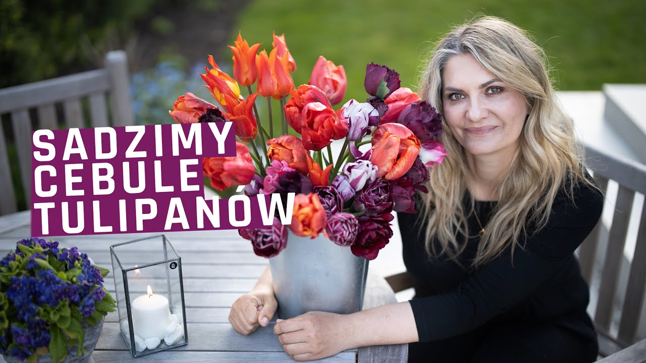 Ogród jesienią - sadzenie cebulek tulipanów. Tulipany - kiedy wkopać, jak sadzić, w doniczkach.